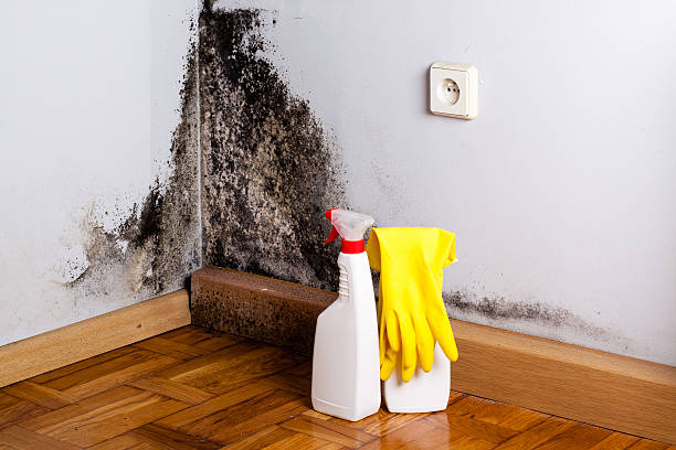 Best Insurance-Related Mold Remediation in Humboldt, KS